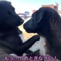 わんぱく息子を持つ…