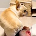 犬が『お尻が痒いと…