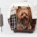 愛犬をもっと理解し…