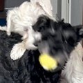 ボール遊び中の犬２…