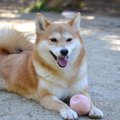 犬が伏せながら尻尾…