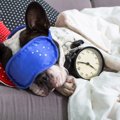 犬の『睡眠時間』が…