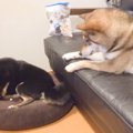 オヤツを1粒だけ残し…