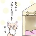かわうそちわわ。（2…