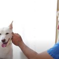 【保護犬ワキ】『君…