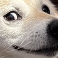 何気なく犬の写真を…