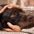 愛犬が飼い主に上目…