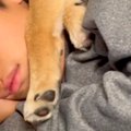 小学生の男の子と犬→…