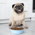 太ってる犬は死亡し…