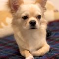 足が悪い犬を『幸せ…