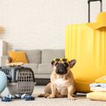 犬と旅行するときに…