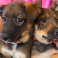 野犬の兄妹をレスキ…