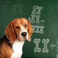 犬は動物の中でどの…