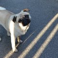 天国にいるぶちゃこ…