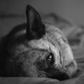 【動物看護士体験談…