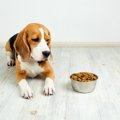 愛犬がご飯を残して…