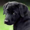 犬も精神病になる！…