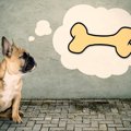 与えると大喜び！犬…