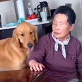 『犬が苦手なおばあ…