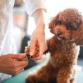 犬を飼ったら絶対に…