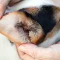 愛犬の耳掃除をちょ…