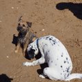 犬が足を舐めるのは…