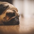 犬の免疫疾患3選。主…