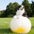 ドイツ生まれの新し…