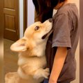 女の子が『よその犬…