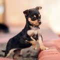 犬が『足に痛みを感…