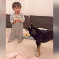 犬が『ギャン泣きす…