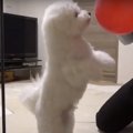 大きさで態度が変わ…