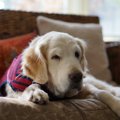 犬が老眼になってい…