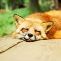 エキノコックス症と…