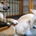 大好きな先輩犬のお…