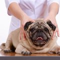 犬のマッサージのや…