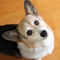 犬がジッと『上目遣…