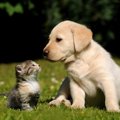 「犬」が「猫」の飼…