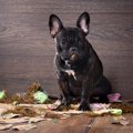 誤飲・誤食犬に問題…