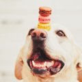 犬に人間用のお菓子…