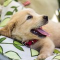 犬がブラッシング嫌…