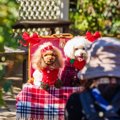 犬を『アクセサリー…