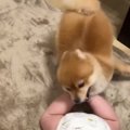 赤ちゃんと小型犬の…