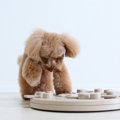 犬の『知能』を調べ…