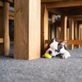 なぜ？犬が『テーブ…