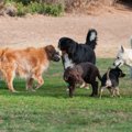 犬同士が身体の匂い…