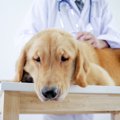 犬のヨダレが止まら…