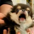 注射におびえてギャ…