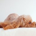 犬が飼い主とのスキ…
