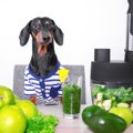 犬に『野菜ジュース…